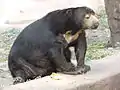 Sunbear at Nehru Zoological Park Hyderabad