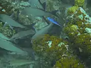 A Blue Chromis in Providenciales