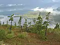 Alpine trees in the Chugach forest