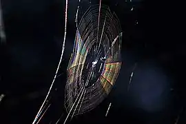 Colors seen in a spider web are partially due to diffraction, according to some analyses.