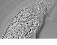 Eroding mesa in Syrtis Major. It would be rough to walk across this feature. Image was taken with Mars Global Surveyor, under the MOC Public Targeting Program.