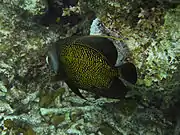 A French Angelfish in Providenciales