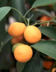 Malayan kumquat foliage and fruit, Malaysia