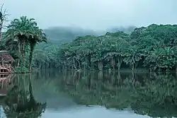 Magoroto Forest scene in Magoroto Ward, Muheza District.