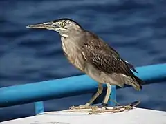 Striated heron, Butorides striata