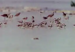 Asiatic dowitchers  Limnodromus semipalmatus