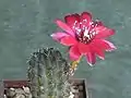 Rebutia pauciareolata