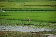 Image 7Rice fields in Takeo Province (from Agriculture in Cambodia)