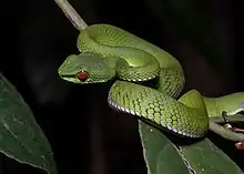 Ruby-eyed viper (James Hunt)