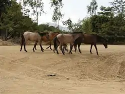 Sonaguera countryside - mountains in the background