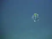 A Sergeant Major in Providenciales