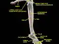 Knee, tibiofibular and ankle joints.Deep dissection. Anterolateral view.