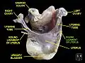 Round ligament of uterus