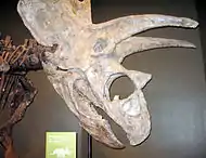 Titanoceratops