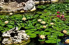 4. Isamu Taniguchi Japanese Garden Lily Pond