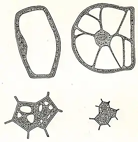 NSRW Plant Cells by Age.jpg