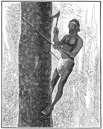 PSM V19 D700 Tree climbing by rope support.jpg